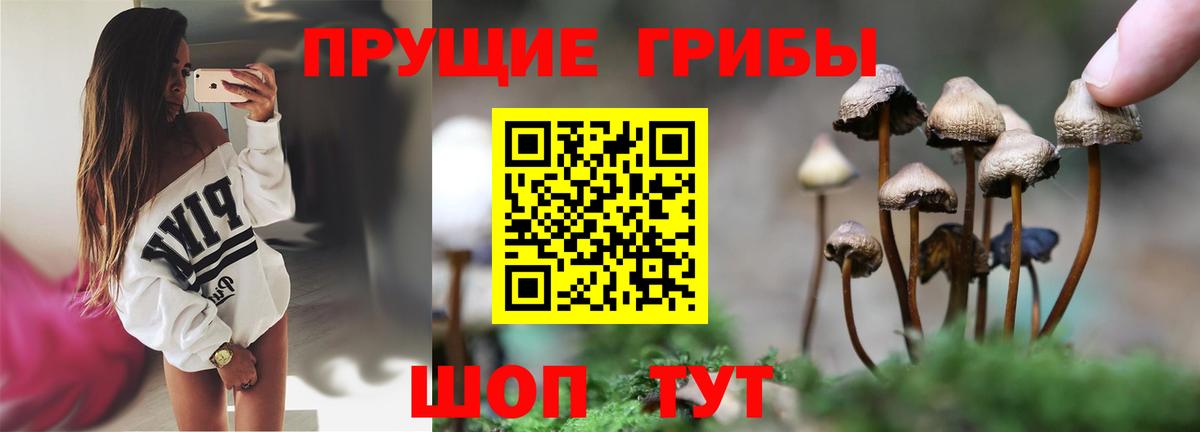 Галлюциногенные грибы Cubensis Йошкар-Ола